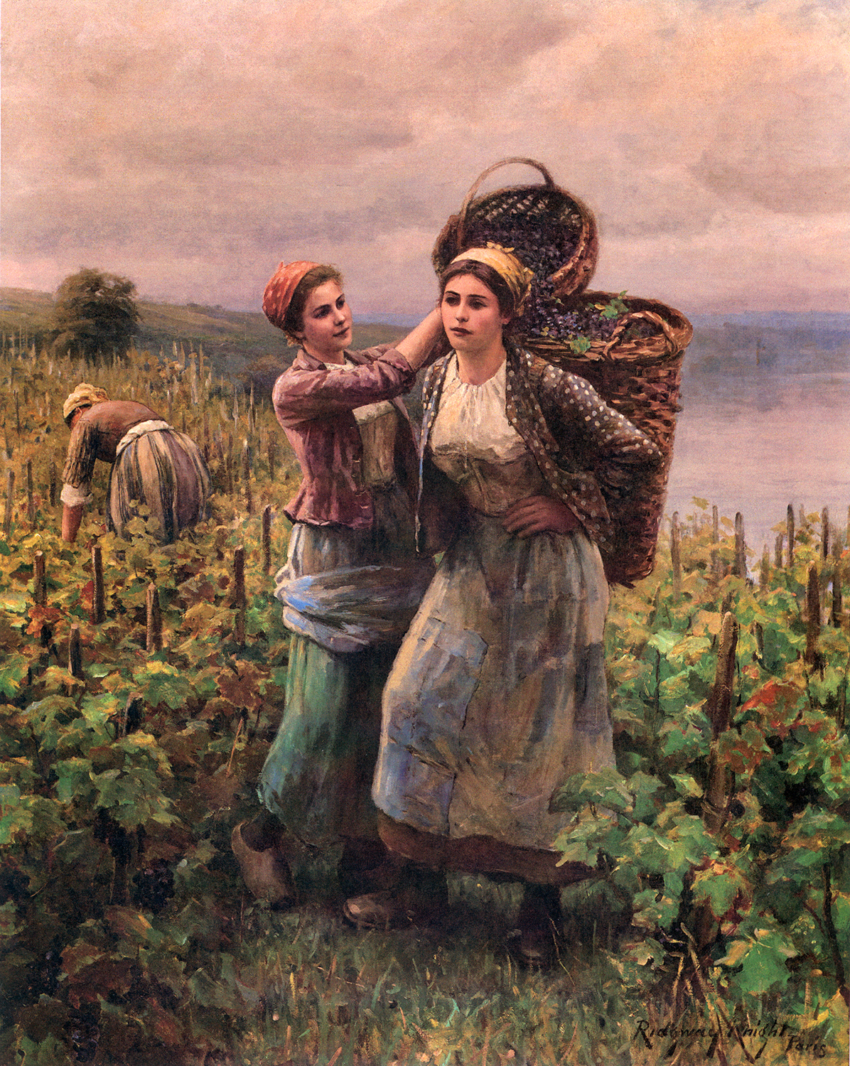 3 woman harvesting grapes